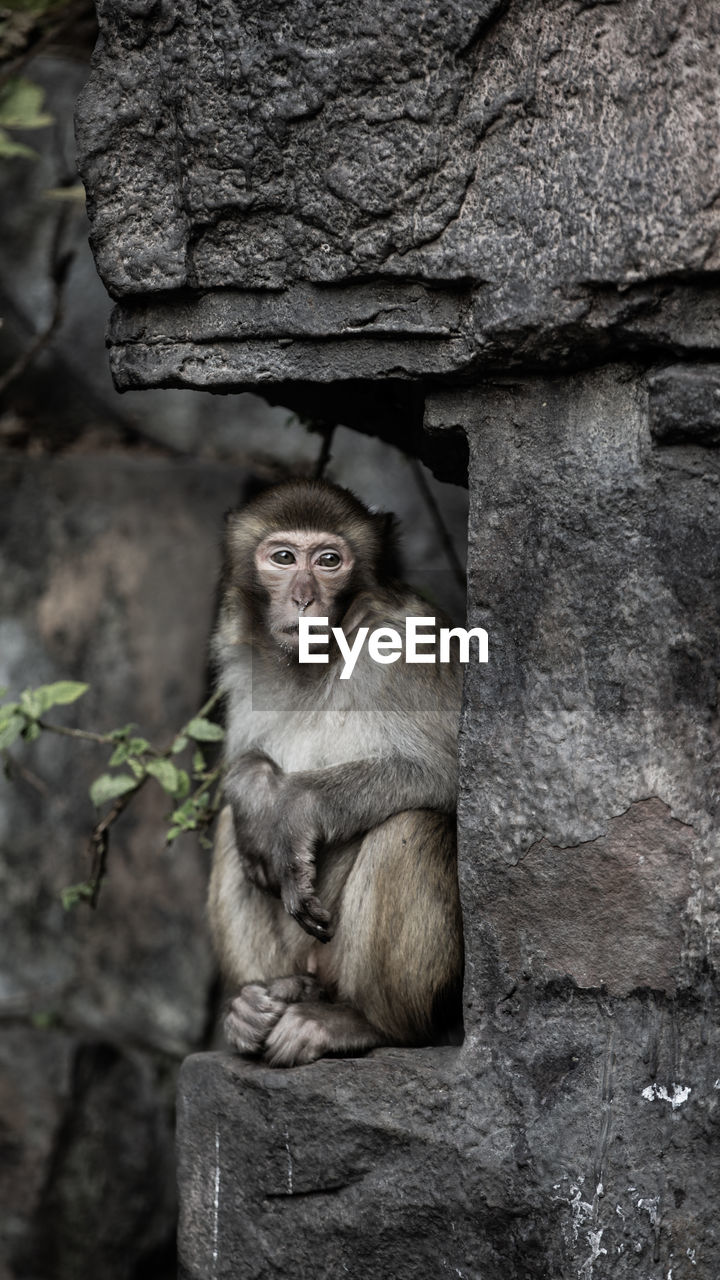 Close-up of monkey sitting on rock