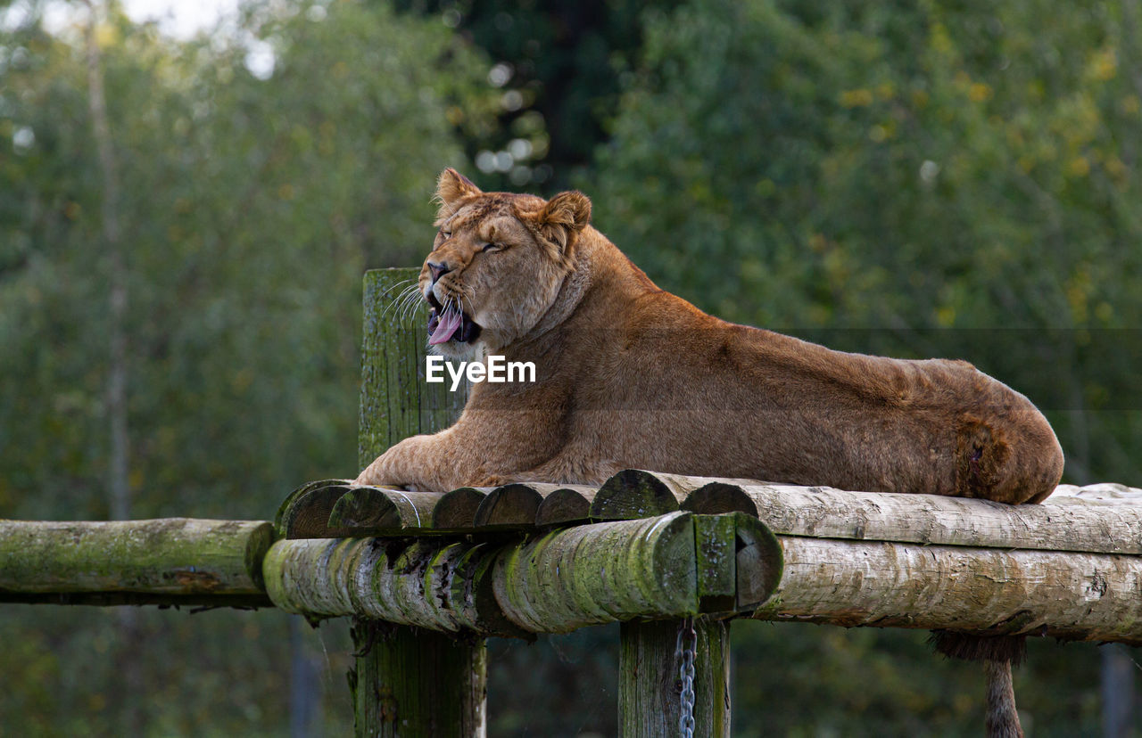 CAT RELAXING IN ZOO