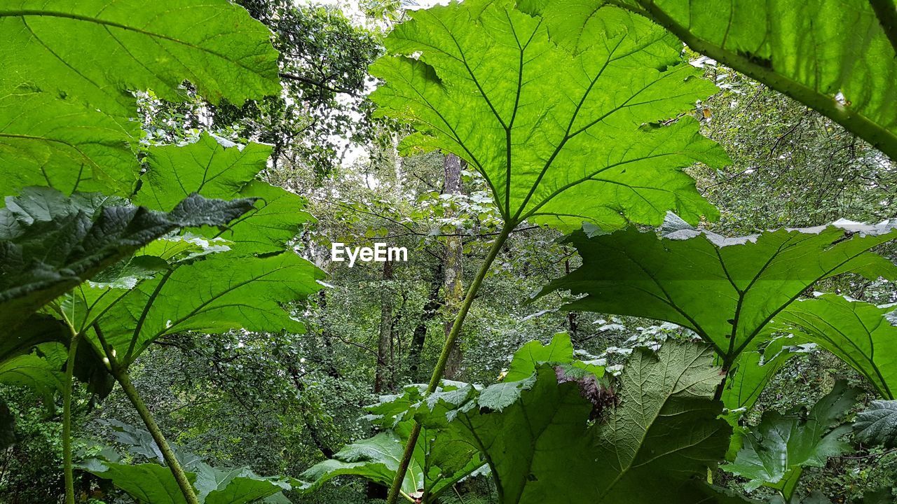 CLOSE-UP OF FRESH GREEN LEAVES ON TREE