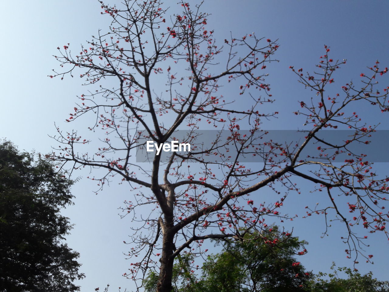 LOW ANGLE VIEW OF FLOWER TREE AGAINST CLEAR SKY