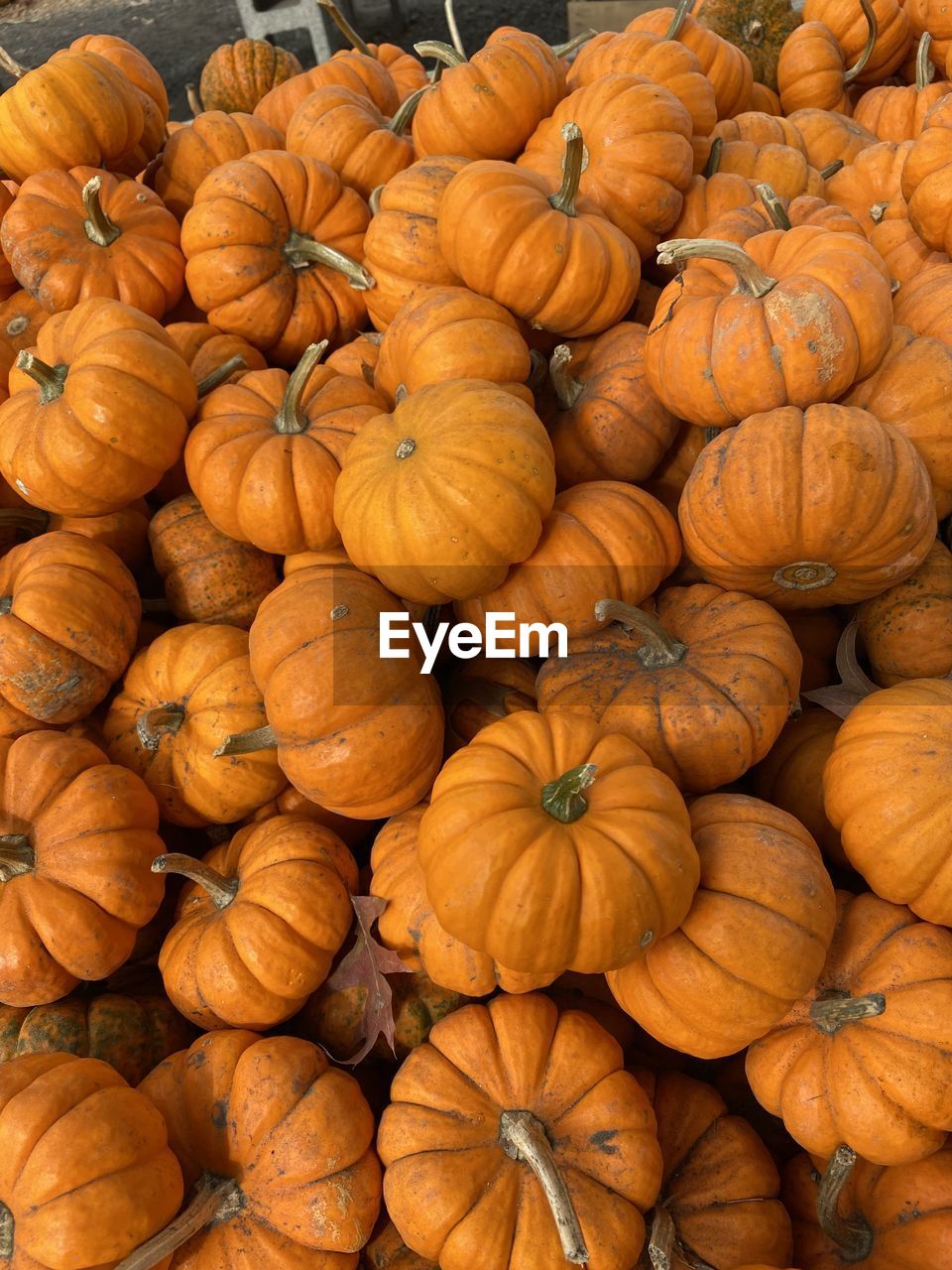 Full frame shot of pumpkins