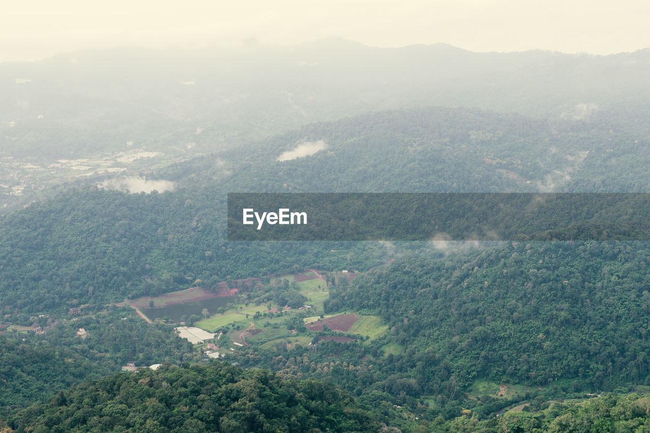 HIGH ANGLE VIEW OF TREES ON LAND