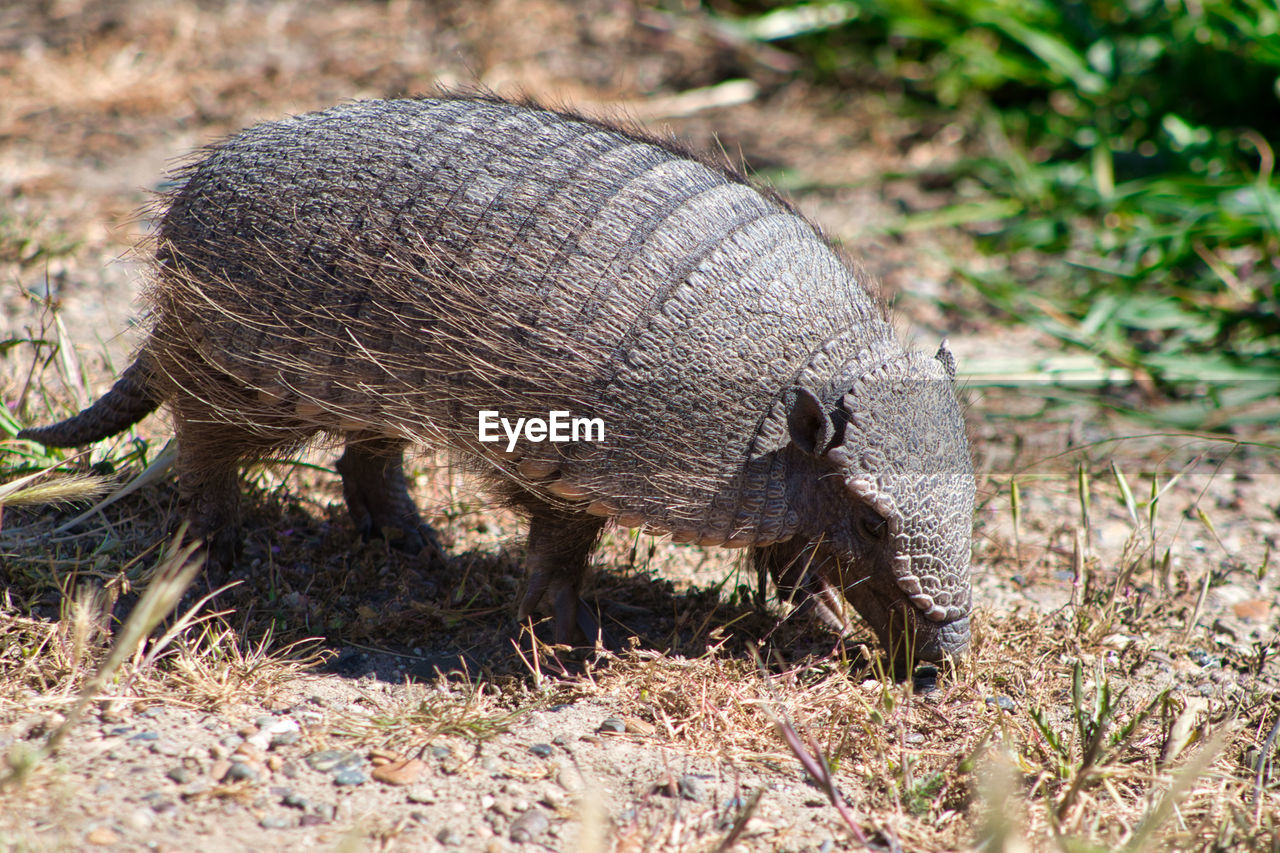 Hairy armadillo, peninsula valdes