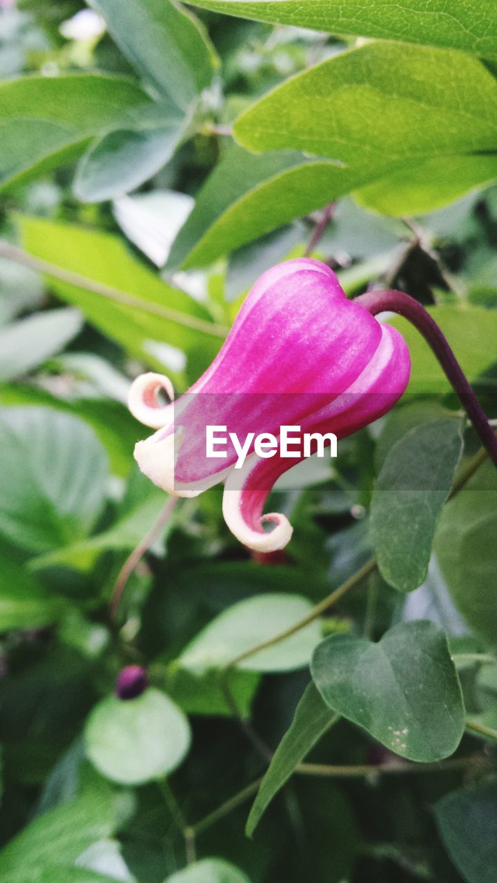 Close-up of pink flowers blooming in field