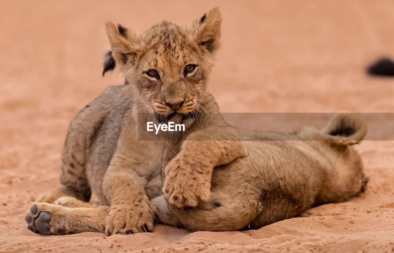 close-up of lion