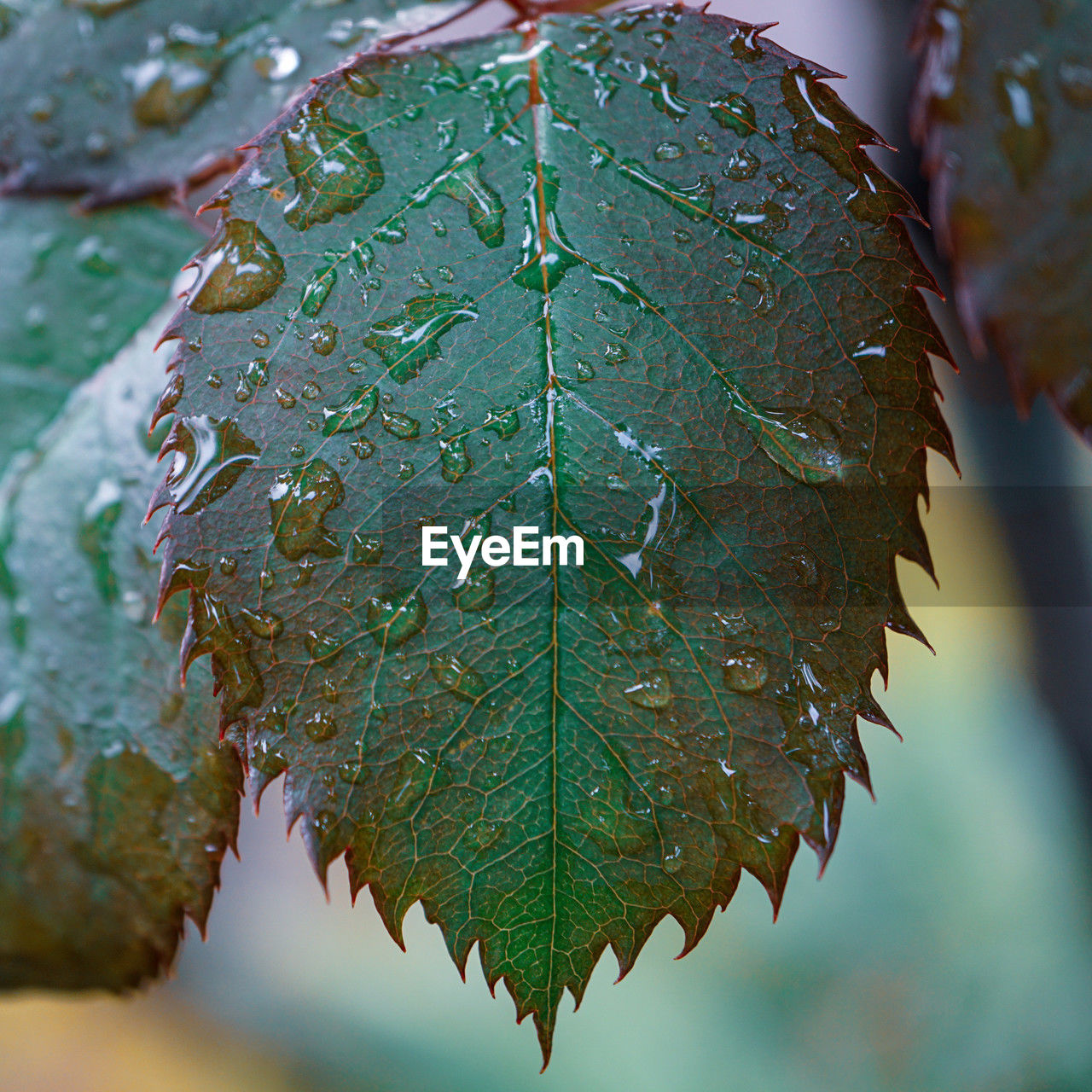 close-up of raindrops on leaf