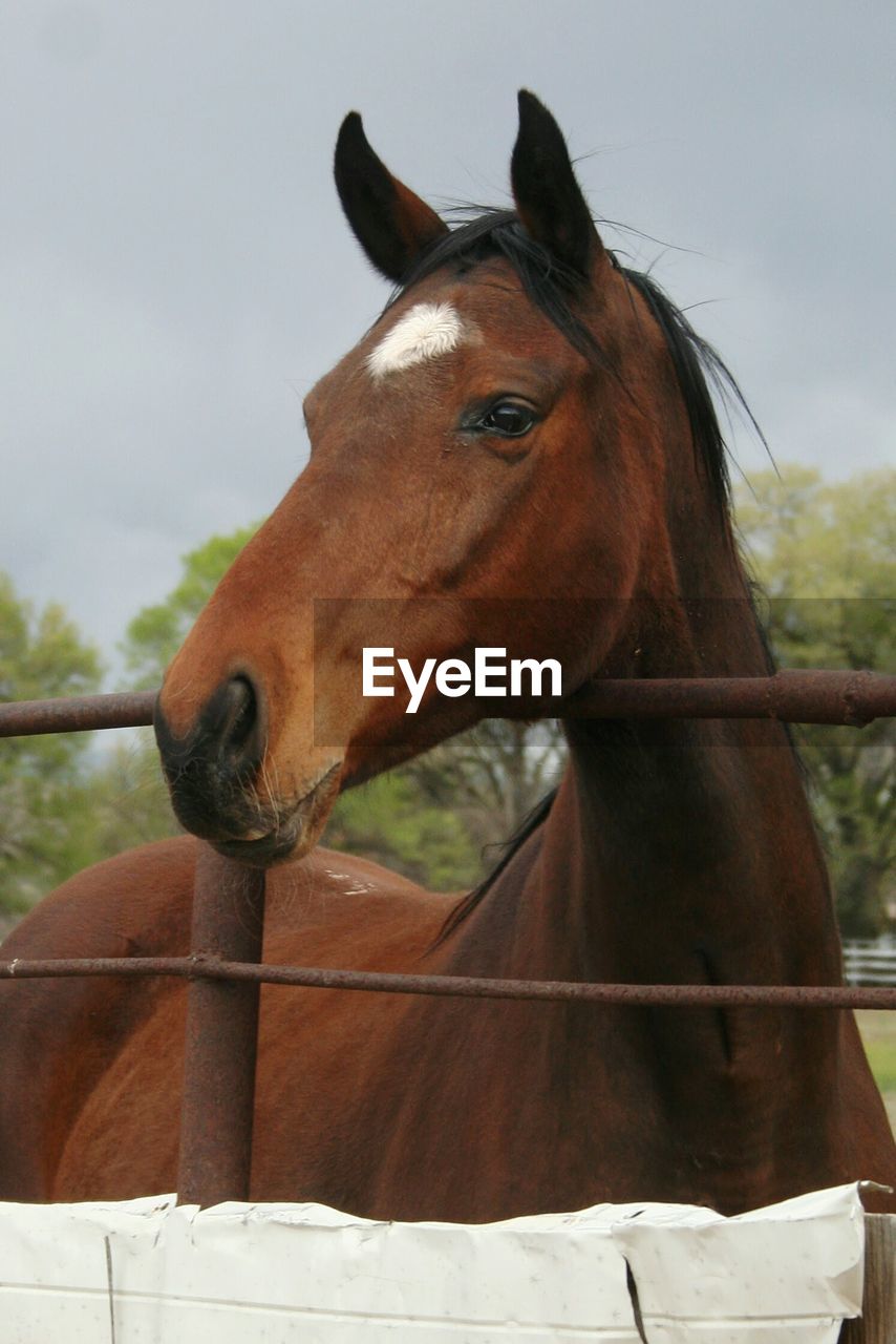 CLOSE-UP OF HORSE STANDING AGAINST THE SKY