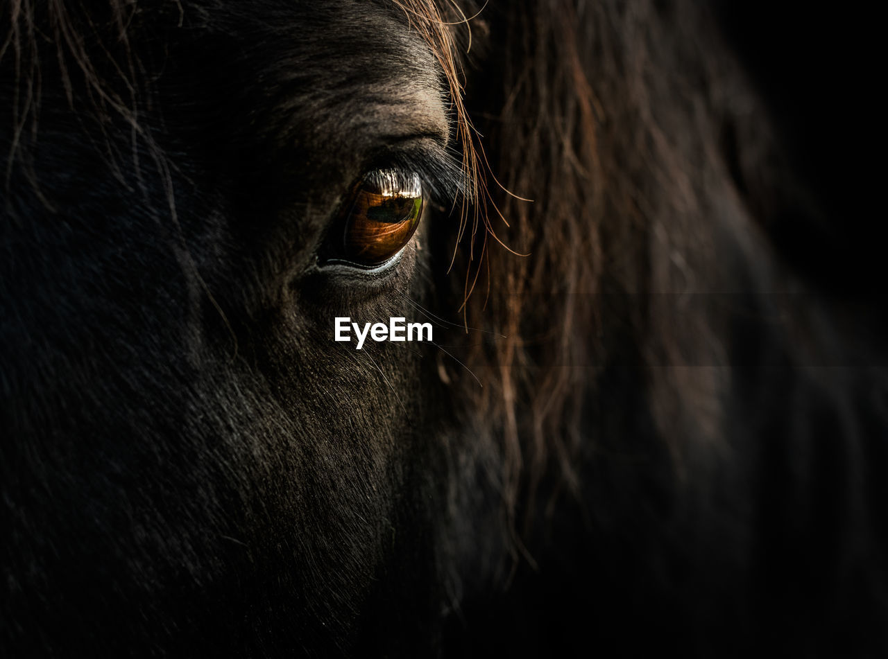 Close-up portrait of horse