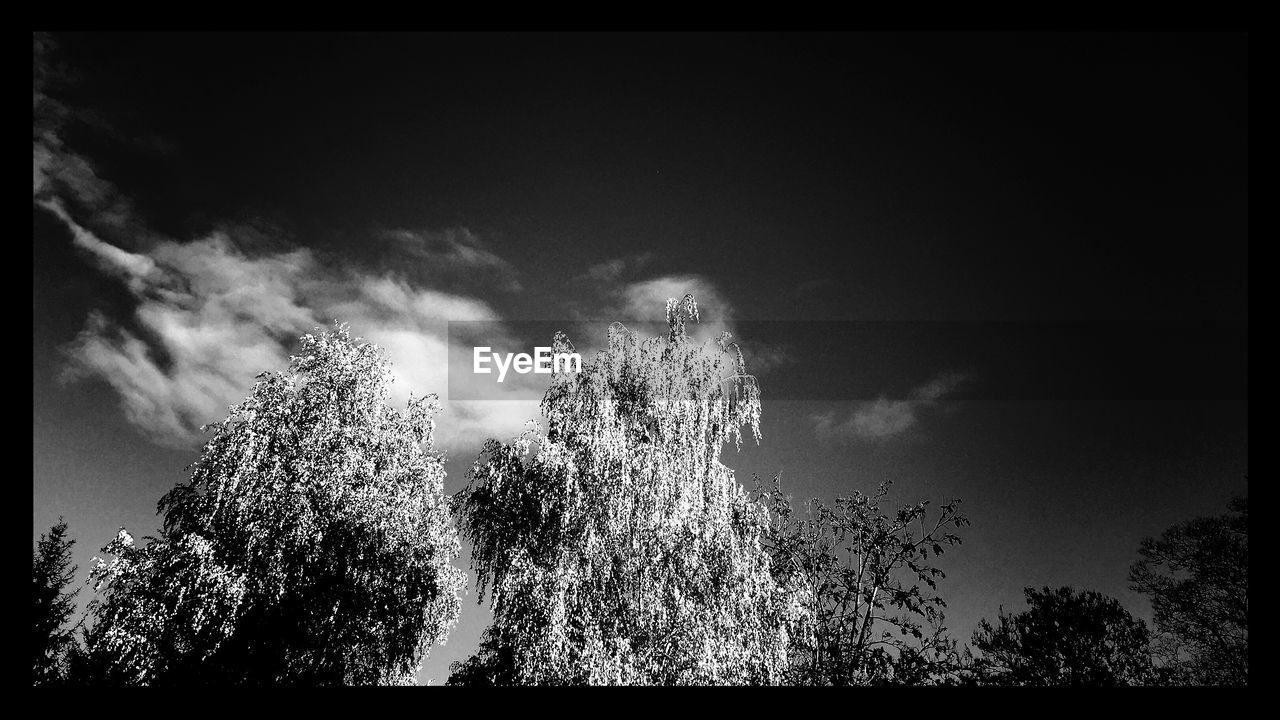 LOW ANGLE VIEW OF TREES AGAINST SKY