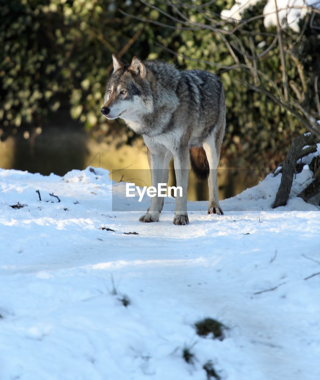 Wolf standing on snow