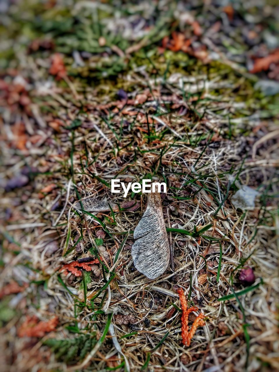 HIGH ANGLE VIEW OF A BIRD ON FIELD