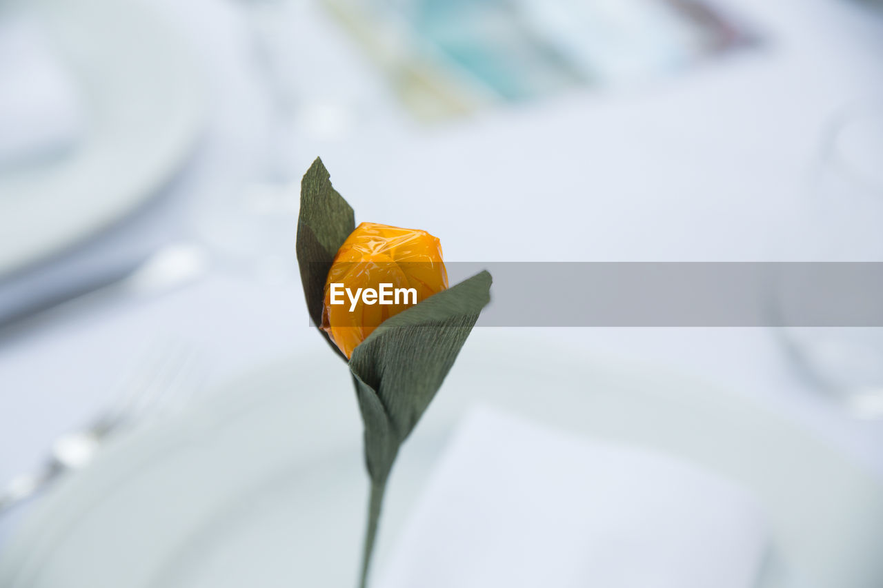 CLOSE-UP OF FLOWER AGAINST BLURRED BACKGROUND