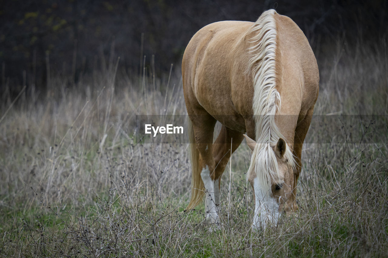 HORSE GRAZING IN THE FIELD