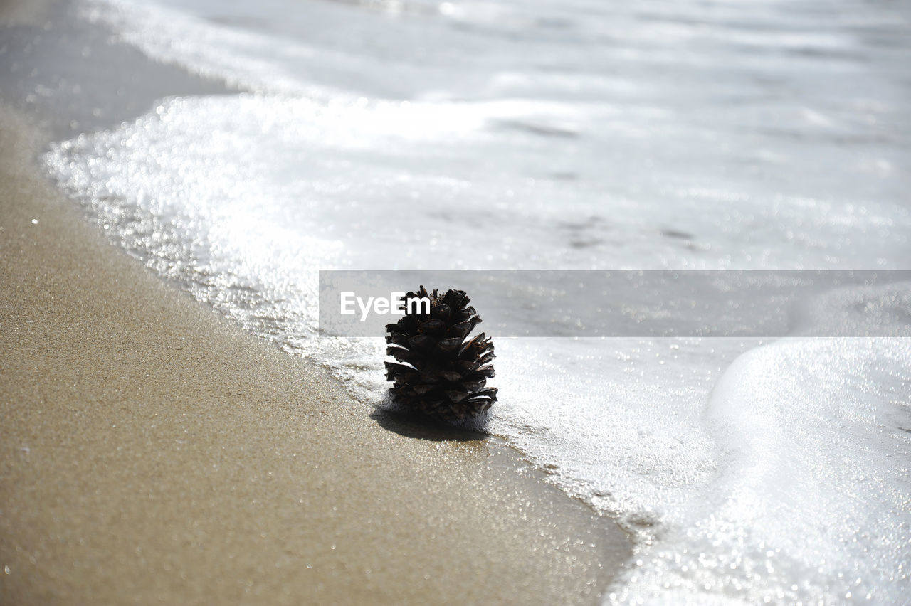 CLOSE-UP OF DEAD PLANT ON BEACH