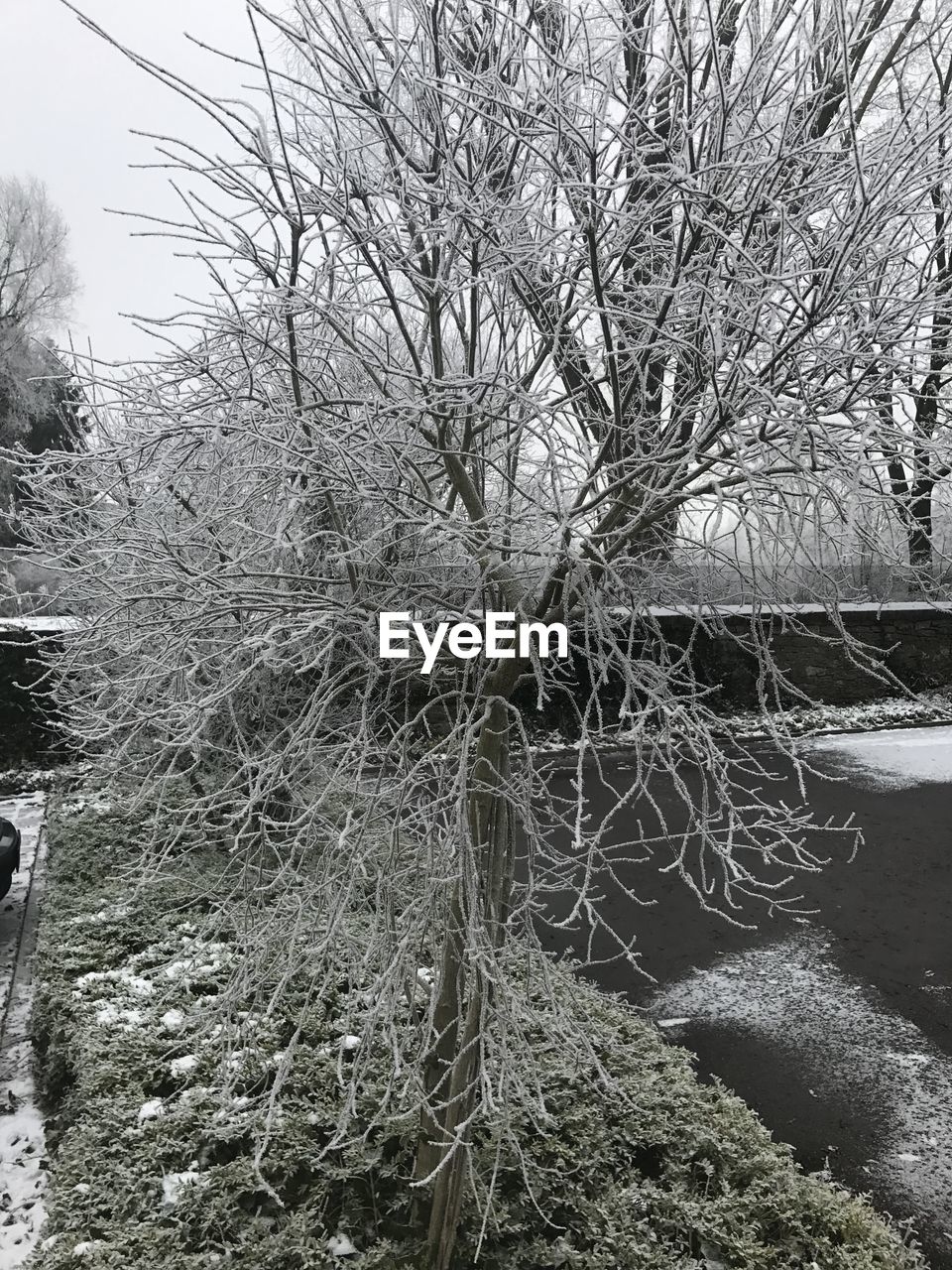 TREE AGAINST SKY