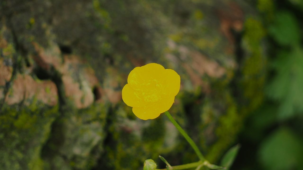 CLOSE-UP OF YELLOW FLOWER GROWING ON PLANT