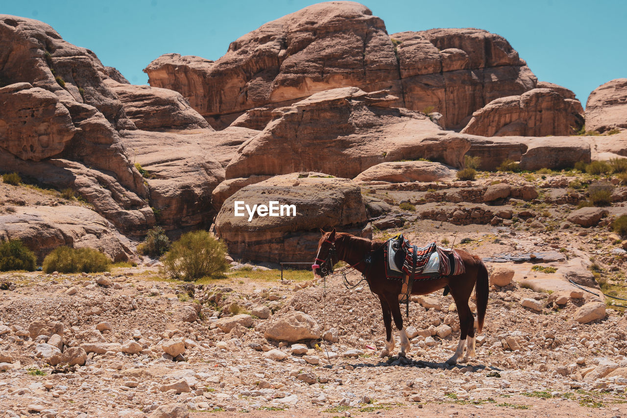 View of animals on rock formation