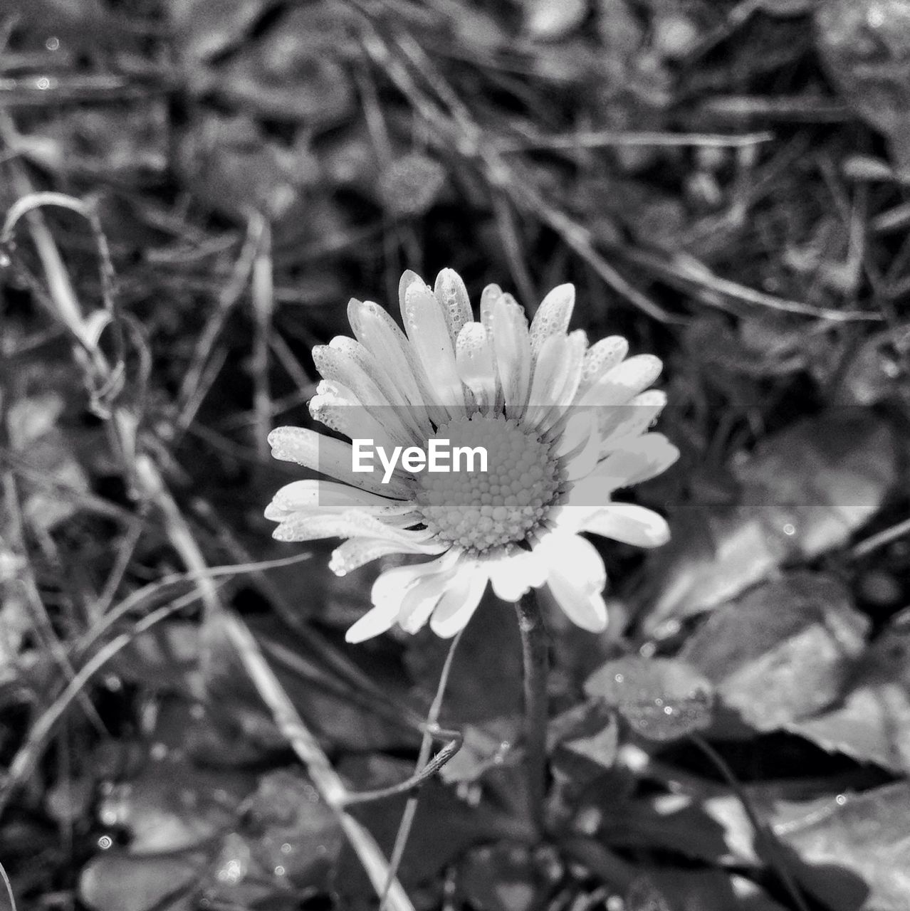 Close-up of a flower in bloom