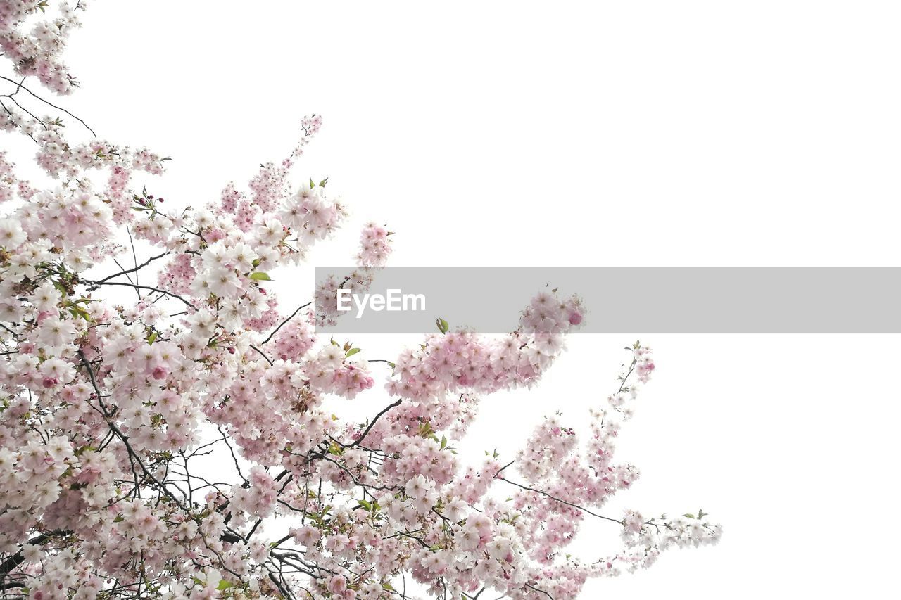 Low angle view of apple blossoms in spring against clear sky