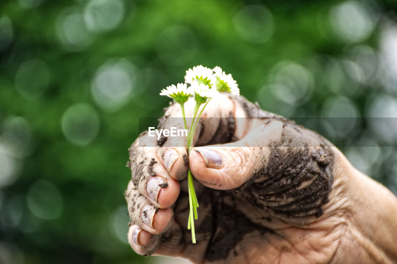 Cropped image of dirty hand holding white flowers