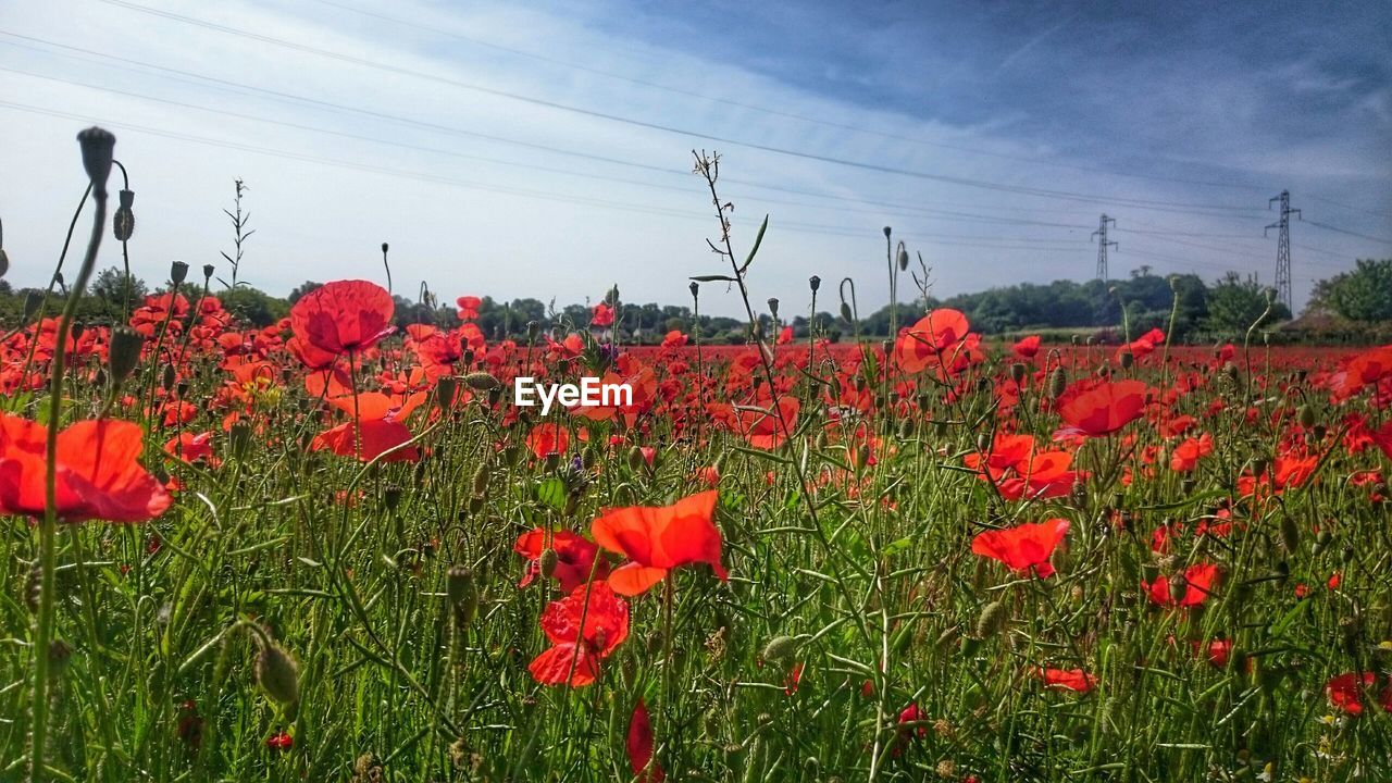 RED POPPIES GROWING ON FIELD