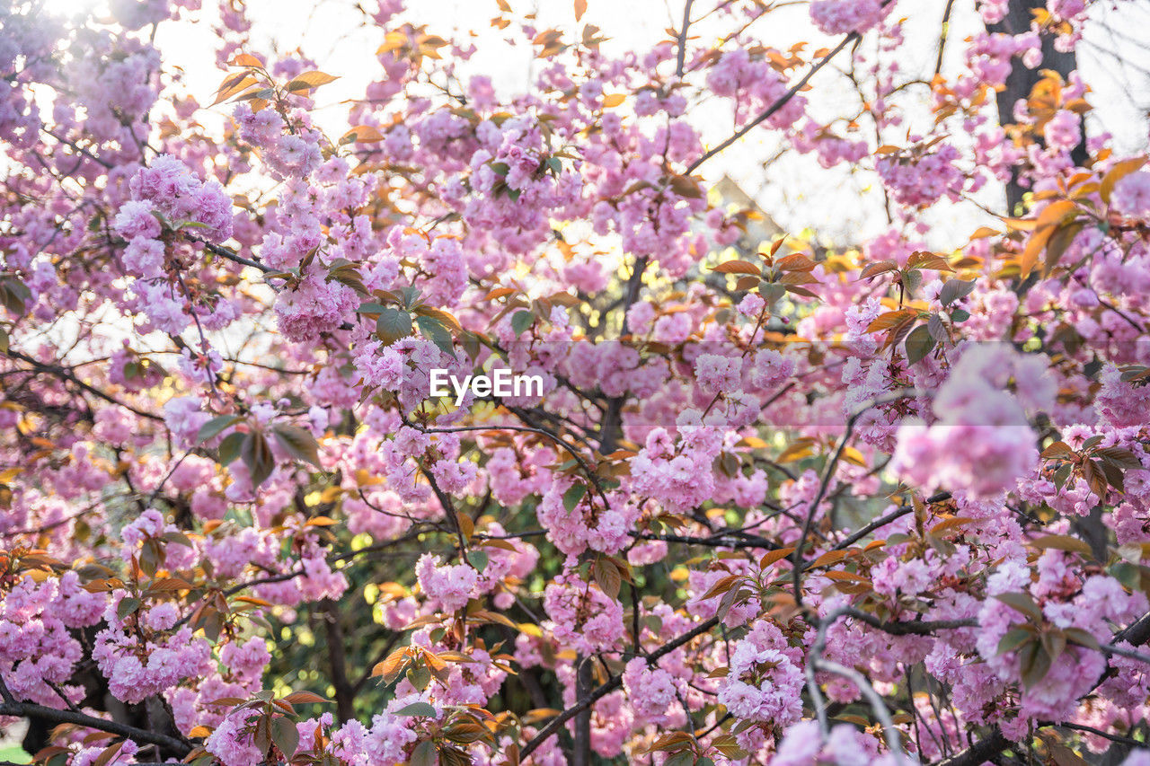 plant, flower, flowering plant, fragility, beauty in nature, freshness, growth, tree, blossom, springtime, pink, branch, nature, cherry blossom, low angle view, no people, day, spring, botany, cherry tree, outdoors, close-up, petal, abundance, backgrounds, full frame, fruit tree, inflorescence, flower head, sky, park, twig