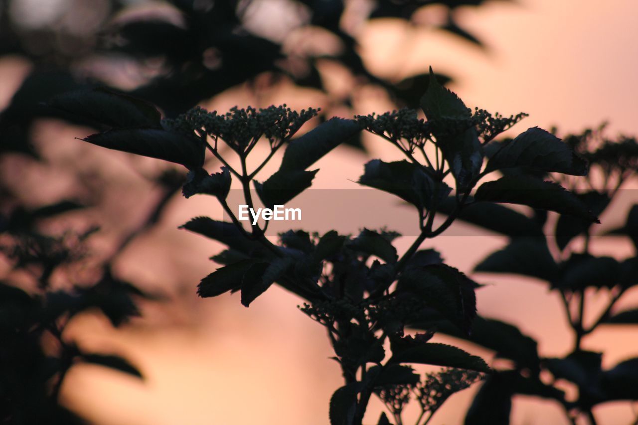 CLOSE-UP OF SILHOUETTE FLOWERING PLANT AGAINST SKY