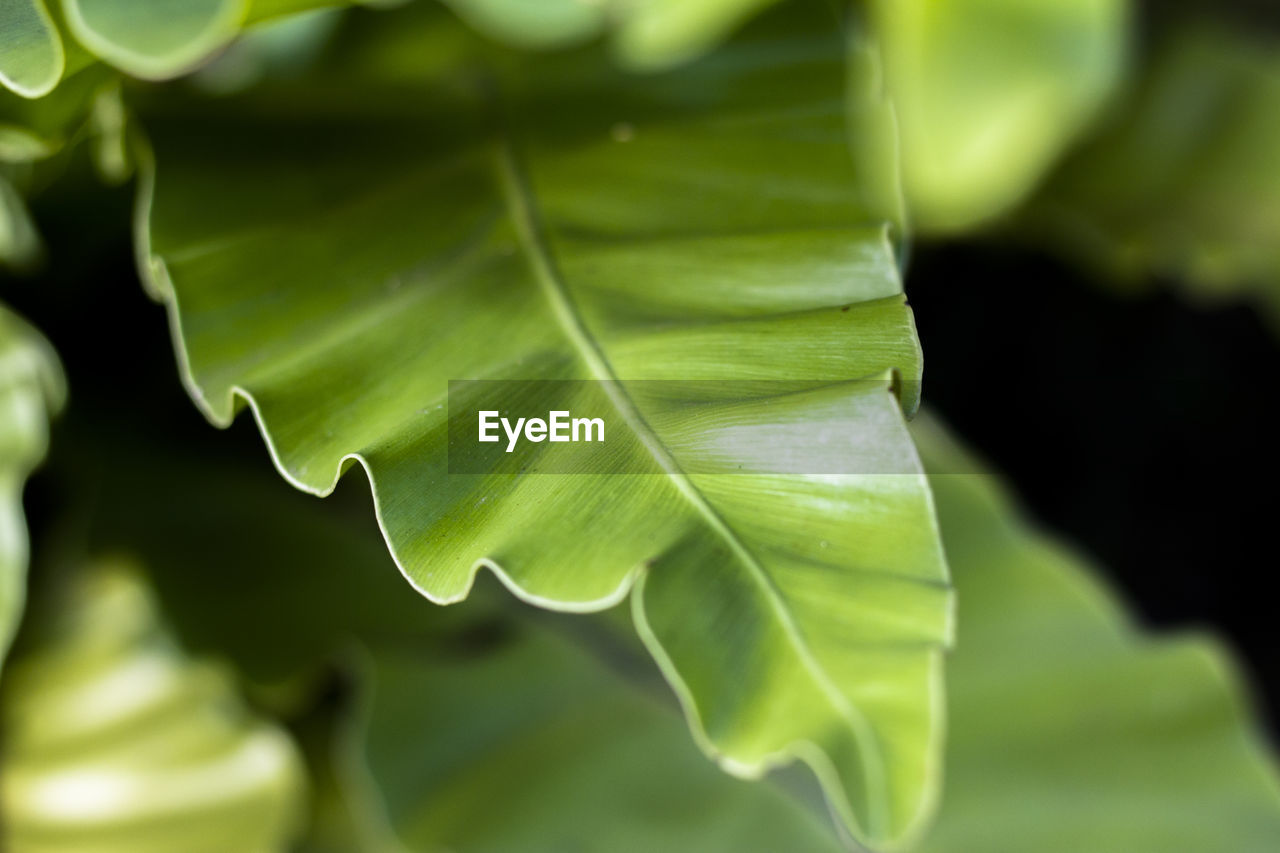 Close-up of green leaf