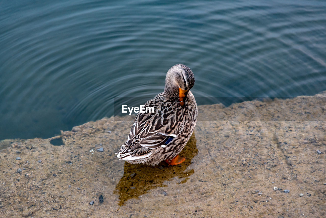 High angle view of a bird