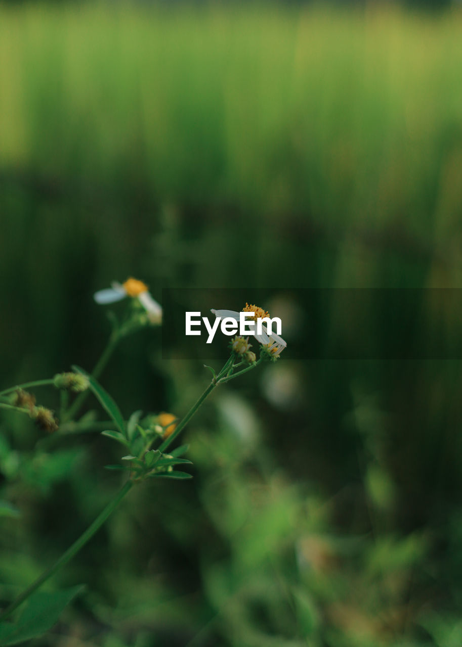 nature, green, plant, animal wildlife, animal themes, animal, grass, flower, wildlife, beauty in nature, one animal, macro photography, insect, no people, meadow, leaf, close-up, flowering plant, flying, focus on foreground, water, day, yellow, selective focus, outdoors, growth, freshness, animal wing, fragility, mid-air, bird, wildflower, environment