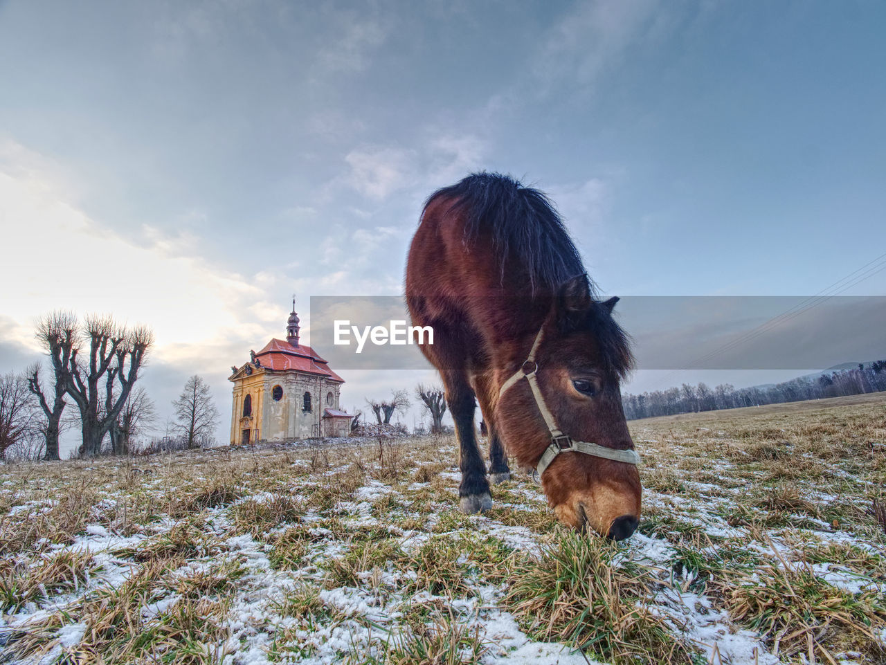 End of winter on pasture with old horse. small village chapel with red roof and bell tower on hill