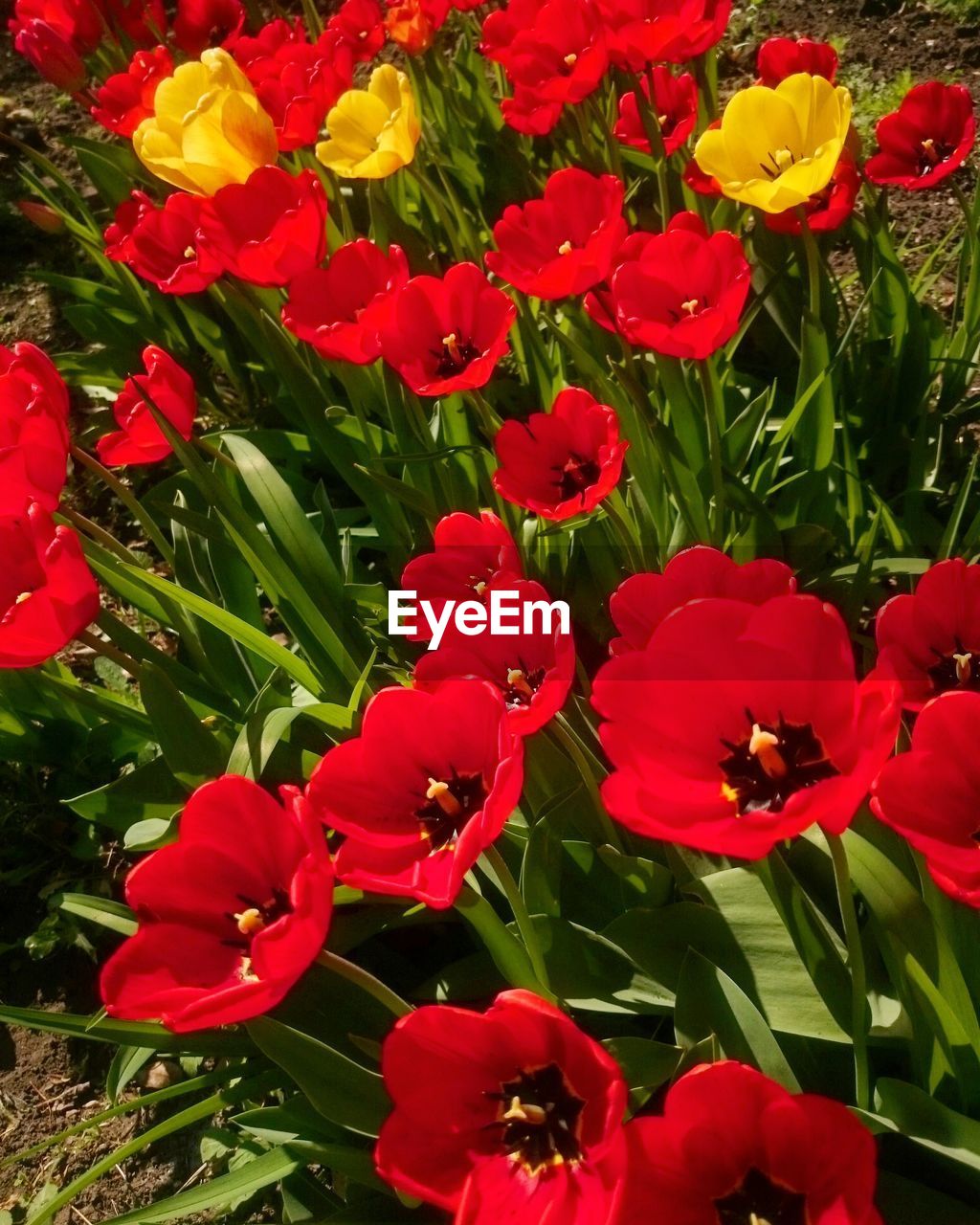 CLOSE-UP OF RED FLOWERS BLOOMING IN PARK