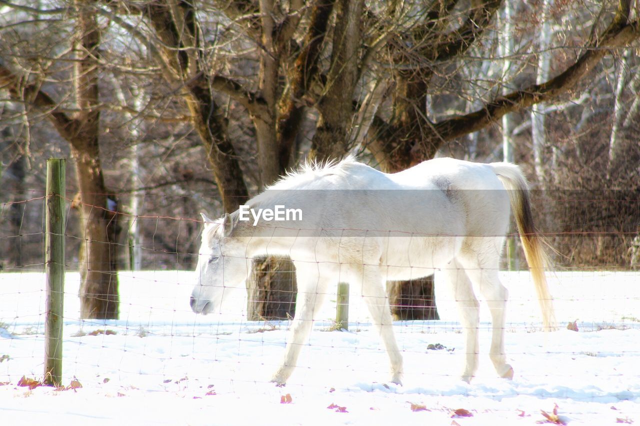 HORSE ON SNOW FIELD