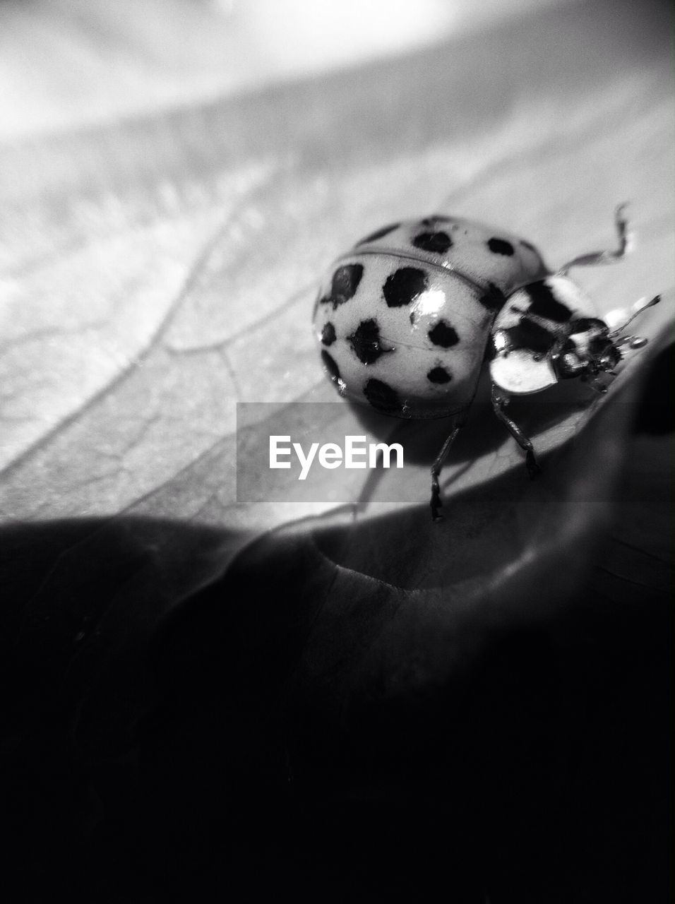 Detail shot of ladybug on leaf