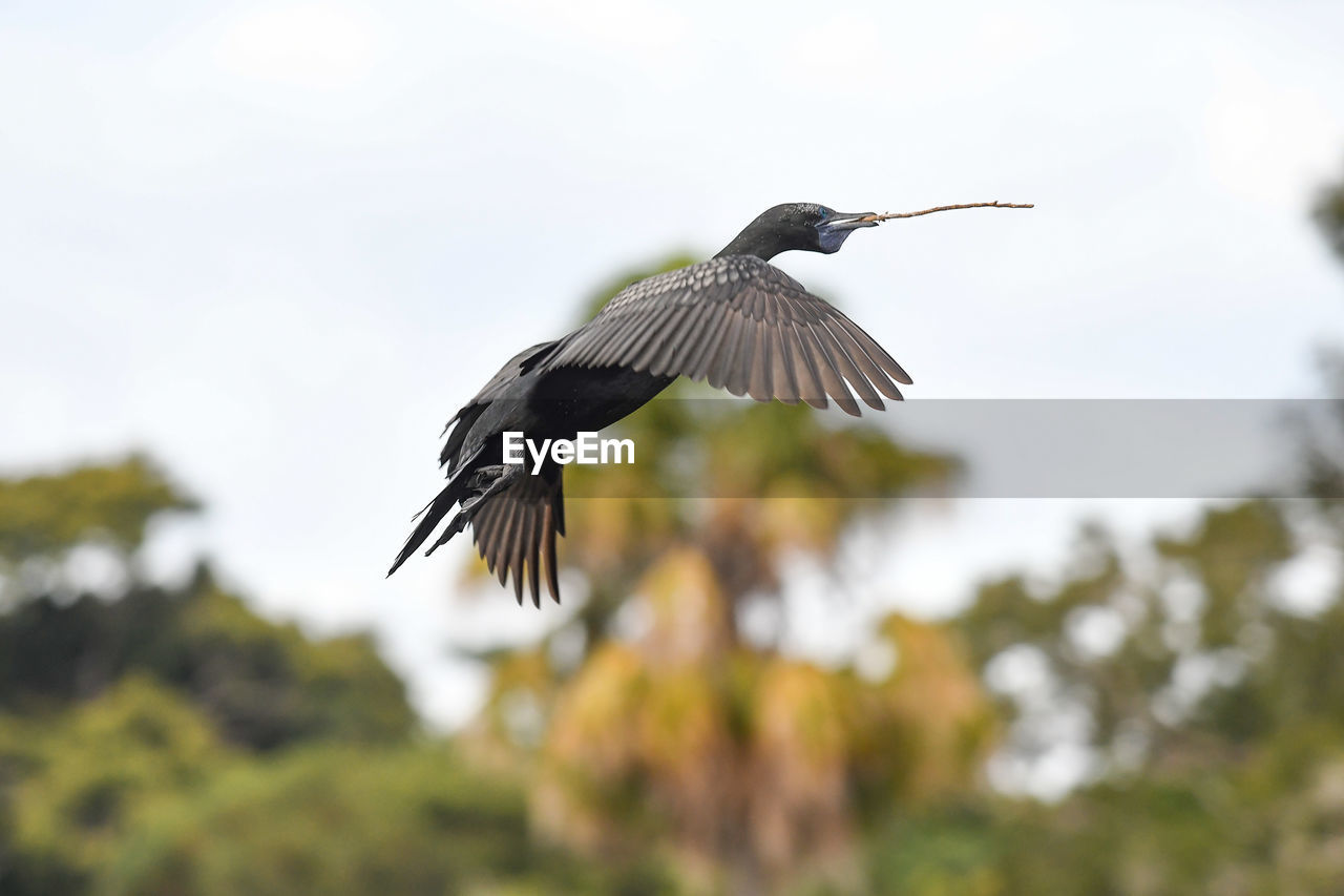 LOW ANGLE VIEW OF BIRD FLYING AGAINST SKY