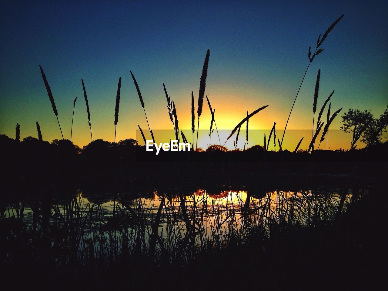 SILHOUETTE PLANTS BY LAKE AGAINST SKY AT DUSK