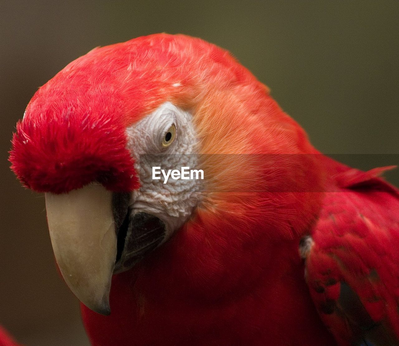 CLOSE-UP OF PARROT IN RED BACKGROUND