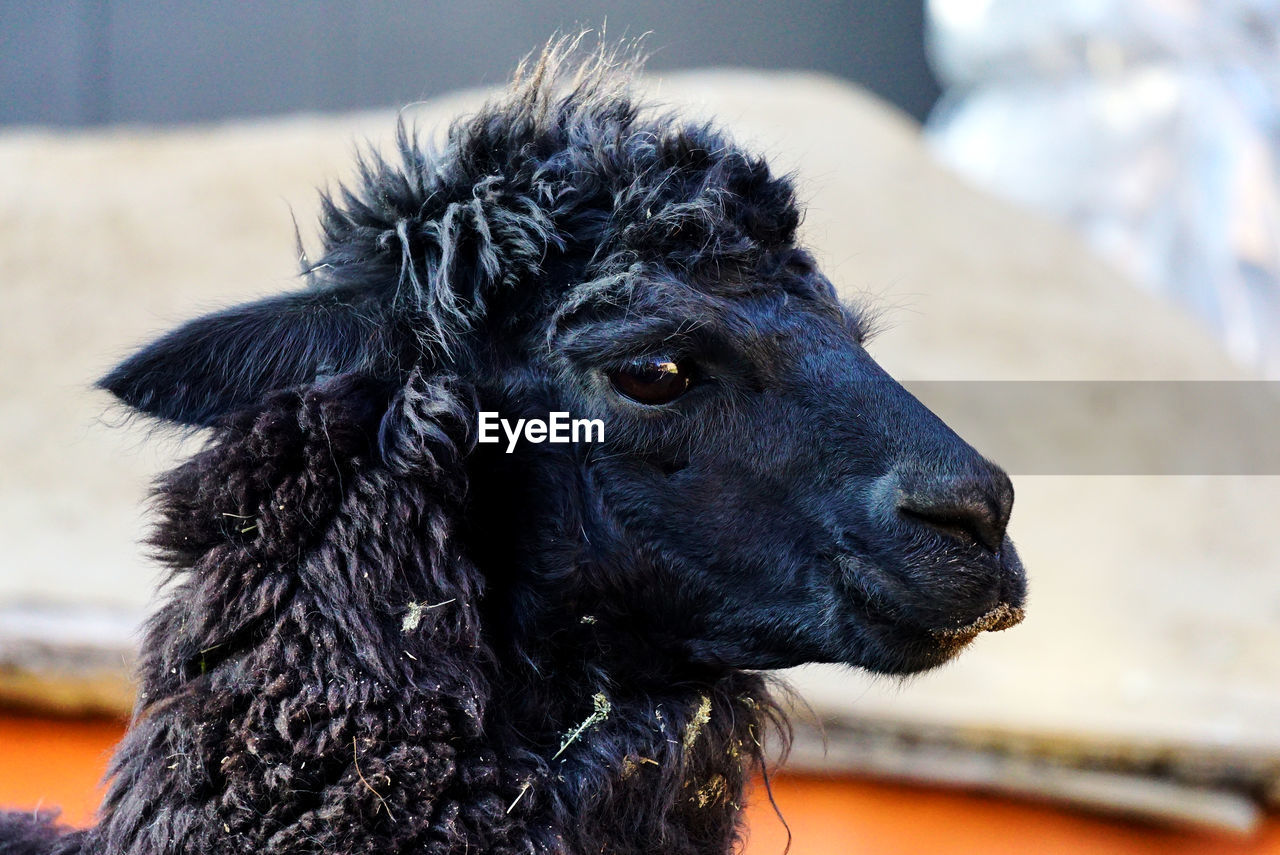 A profile close-up of a black lama in a wool farm in arequipa, peru