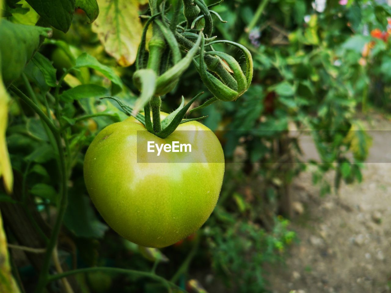 Close-up of green tomato plant