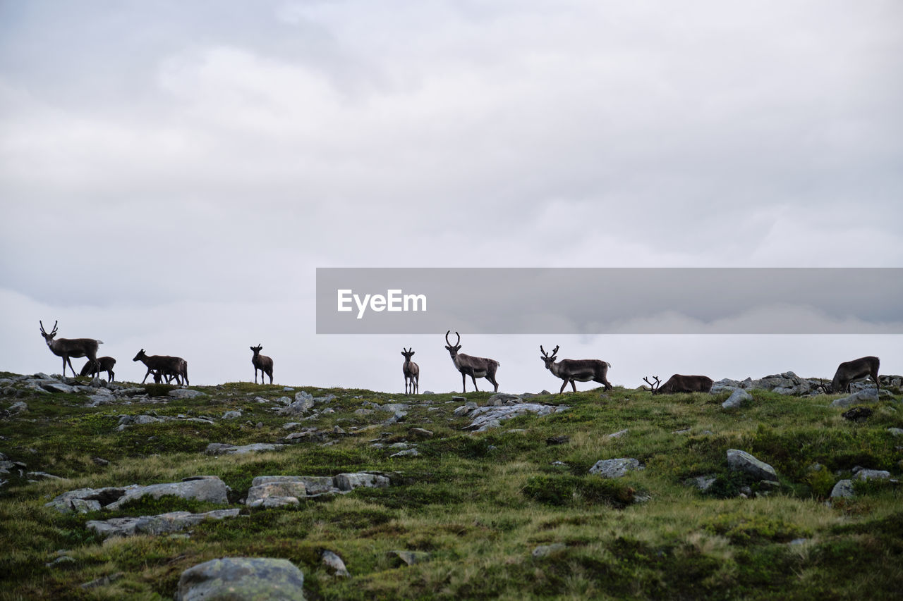 Scenic view of reindeer in the mountais