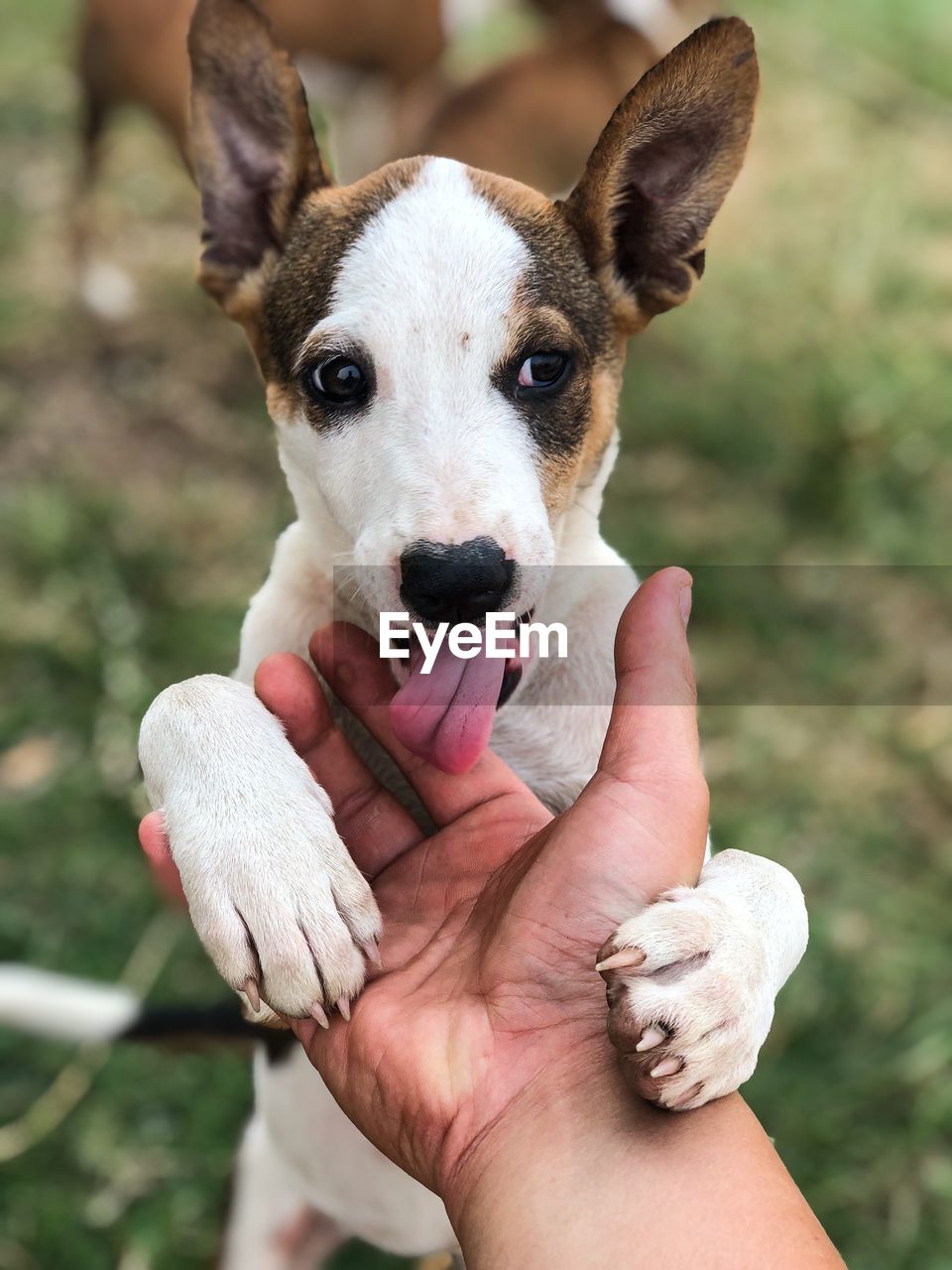 CLOSE-UP OF DOG HOLDING HAND