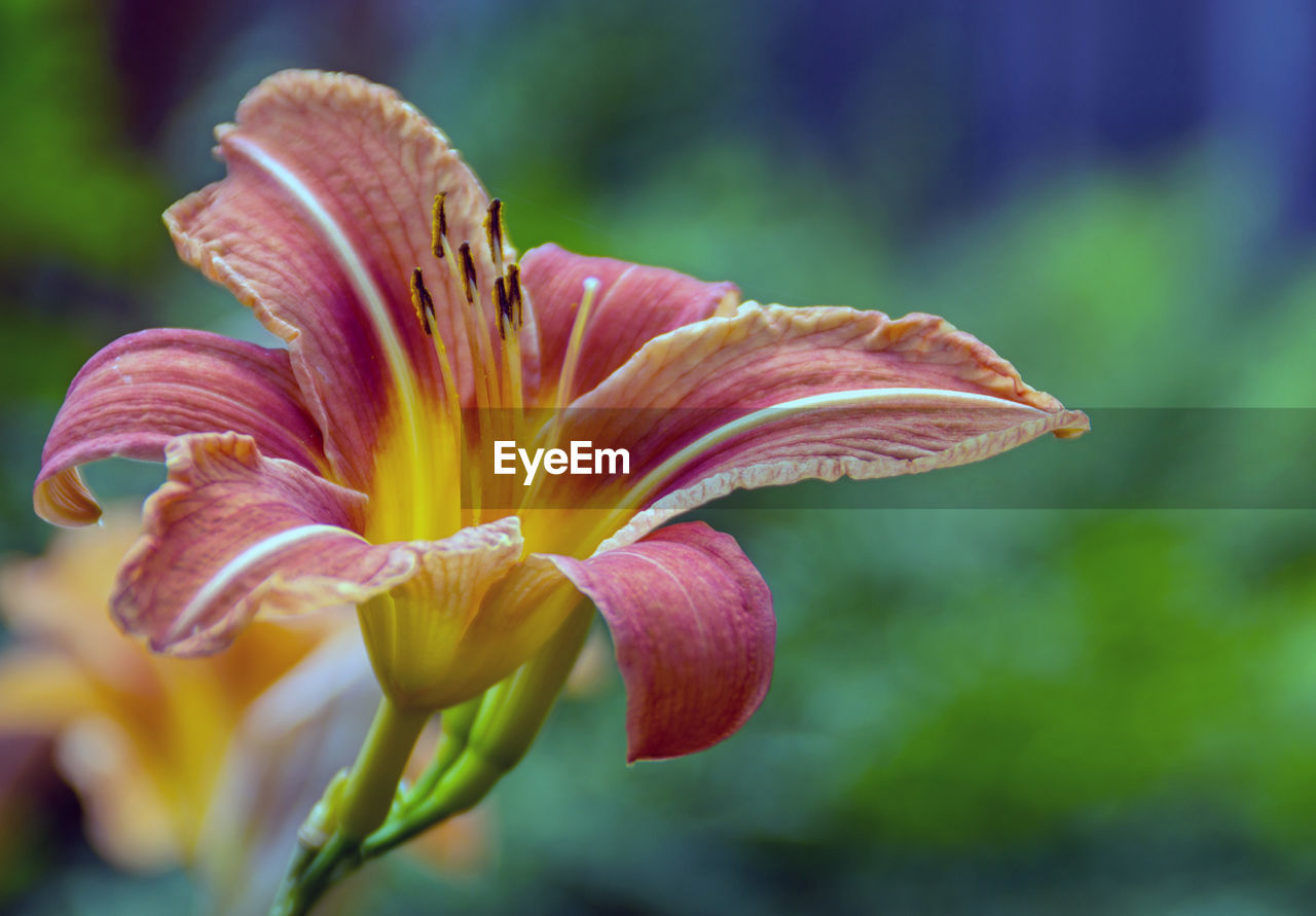 Close-up of day lily blooming outdoors