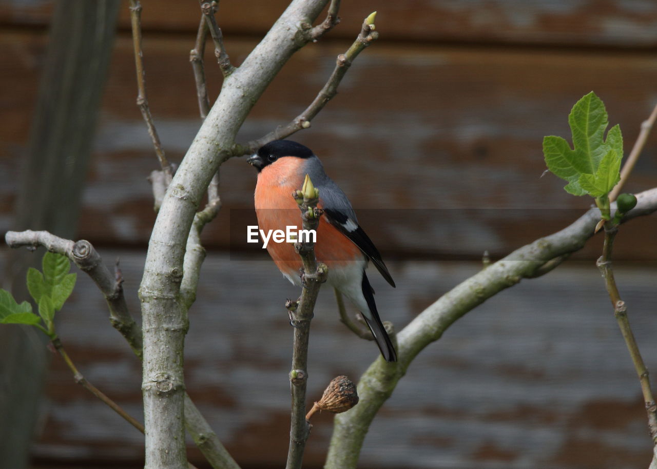 BIRD PERCHING ON BRANCH