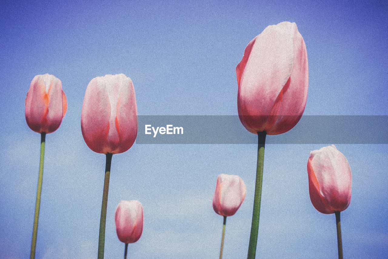 CLOSE-UP OF PINK TULIPS