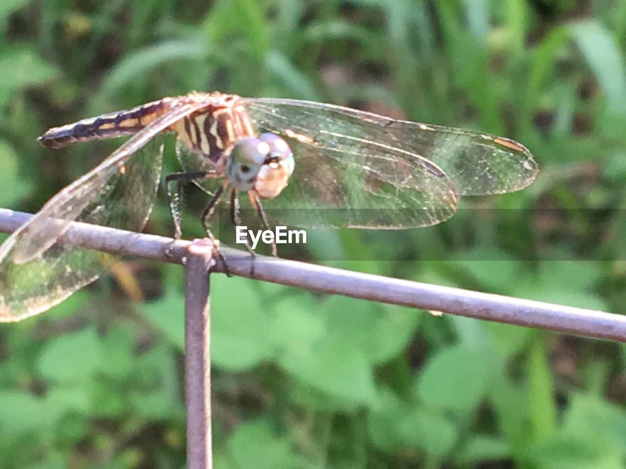 CLOSE-UP OF INSECT PERCHING ON PLANT OUTDOORS