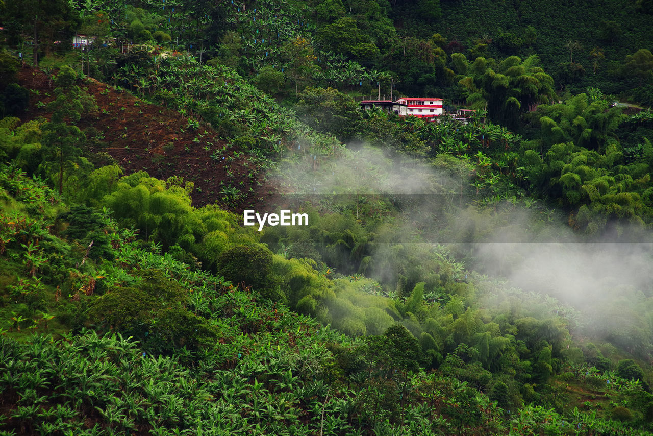 HIGH ANGLE VIEW OF PLANTS ON LAND