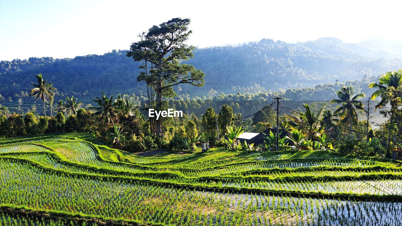 scenic view of agricultural field