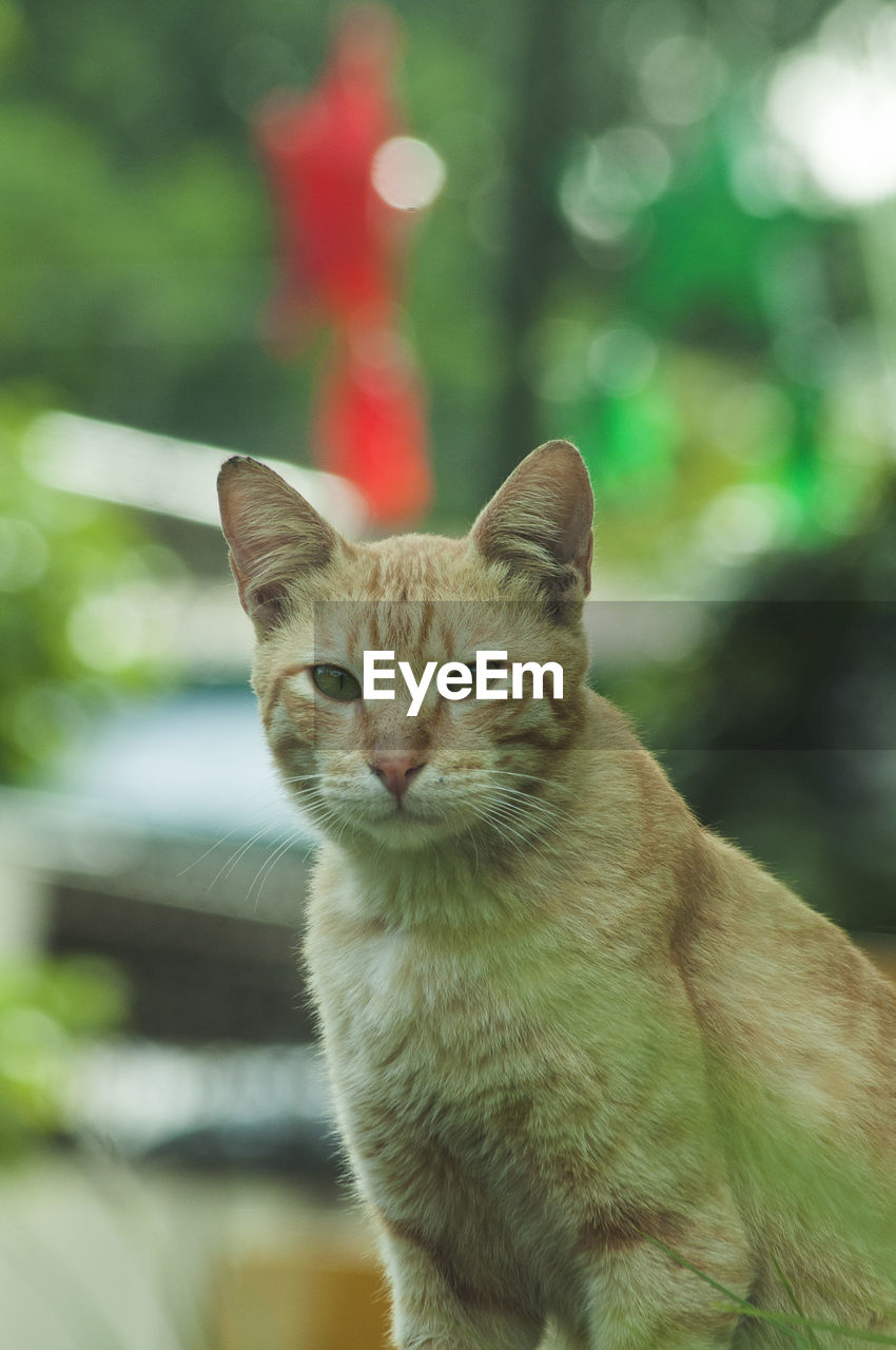 CLOSE-UP PORTRAIT OF CAT AGAINST BLURRED BACKGROUND