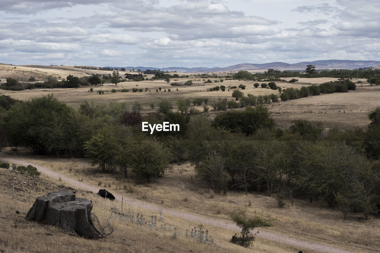 SCENIC VIEW OF LANDSCAPE