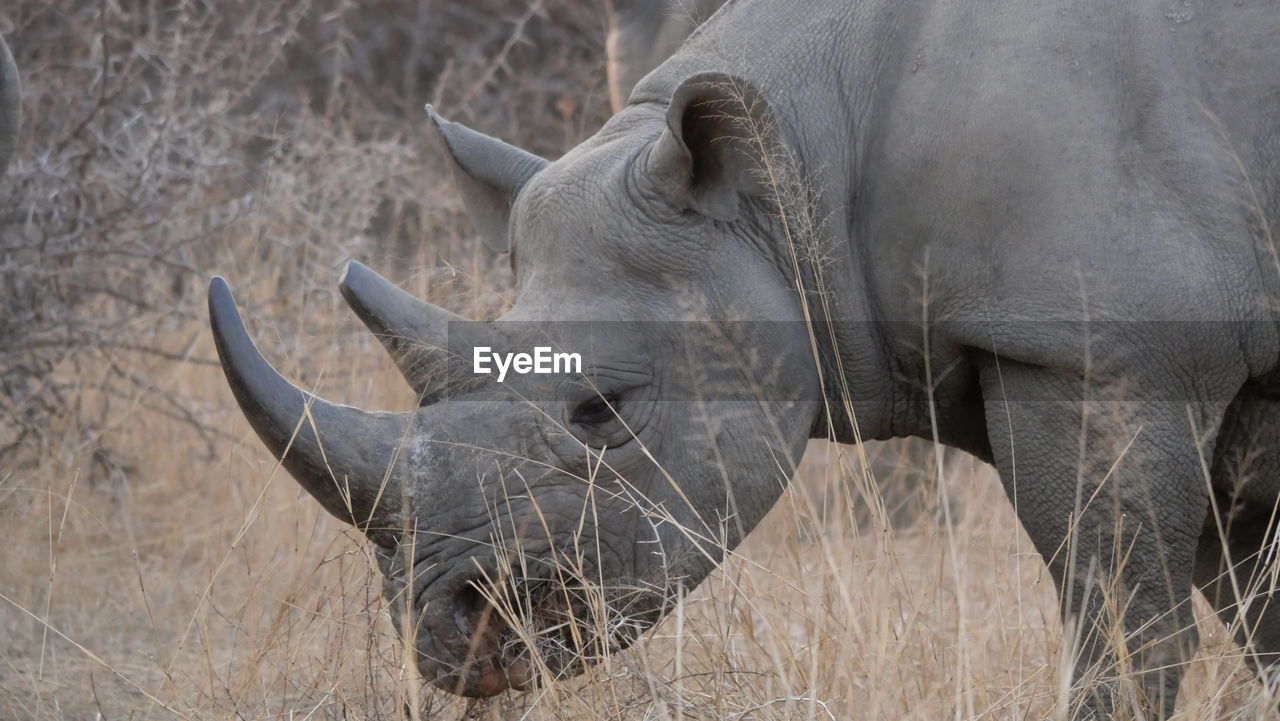 Rhino in a field